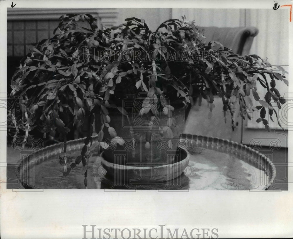 1972 Press Photo Christmas Cactus - cvb24547 - Historic Images