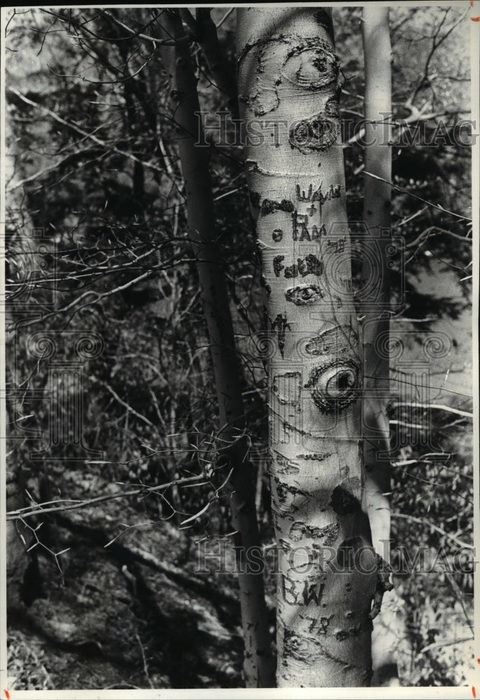 1981 Press Photo Trees - cvb24643 - Historic Images