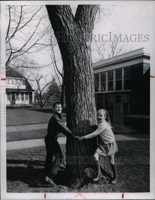 1968 Trees at Elms Washington-Historic Images