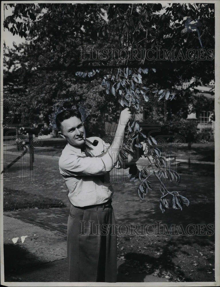 1947, Tree - cvb24645 - Historic Images