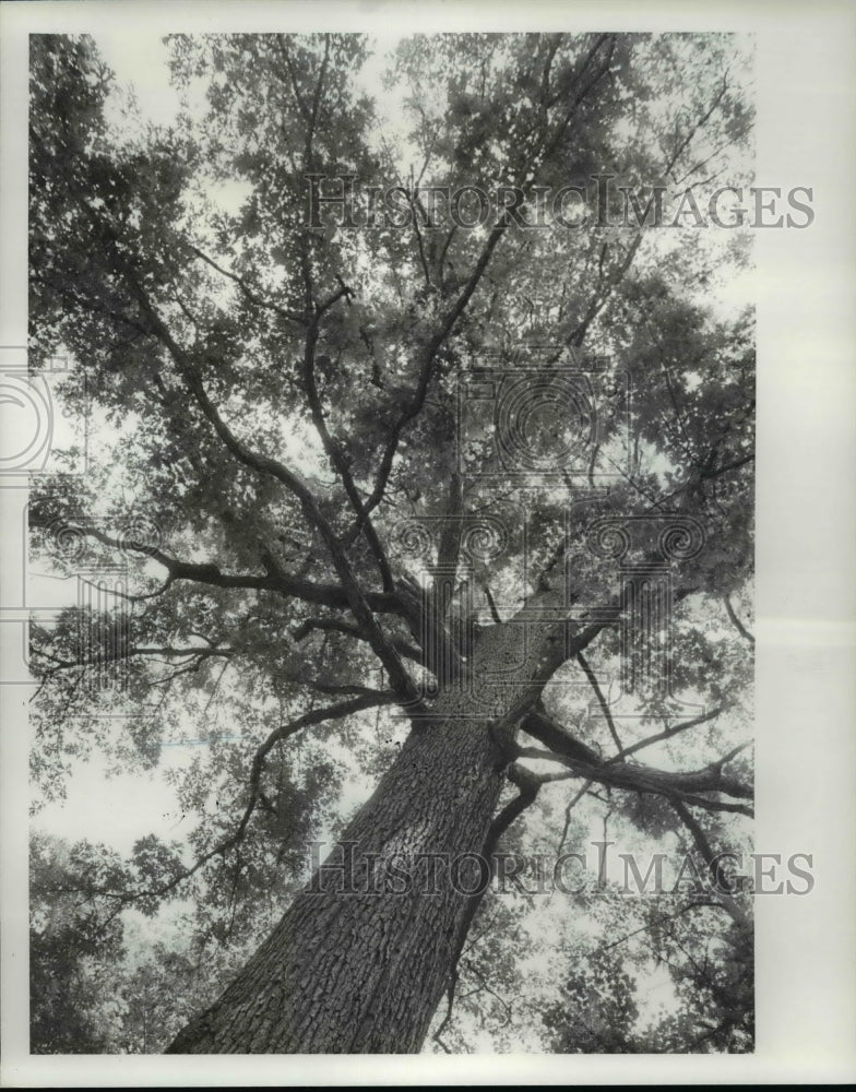 1984 Press Photo 200-year-old Trees - cvb24649 - Historic Images