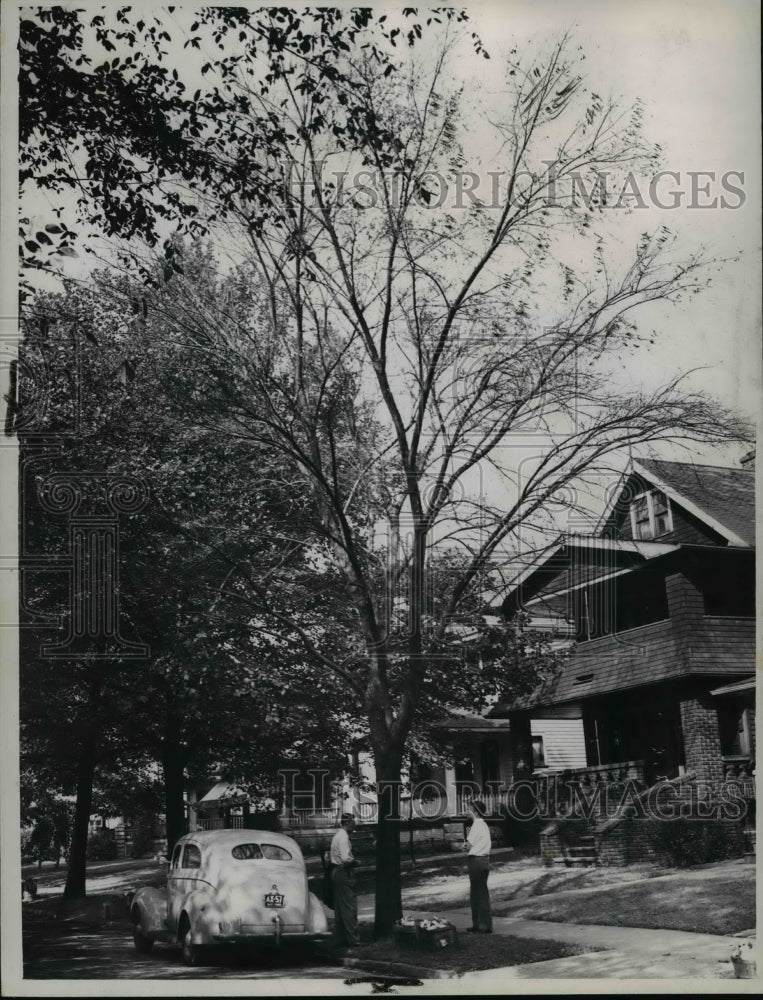 1947 Press Photo Trees - cvb24660 - Historic Images