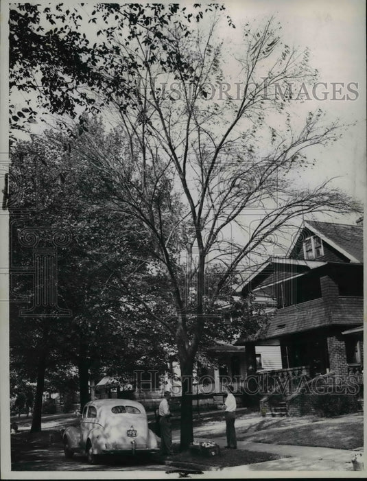 1947 Press Photo Trees - cvb24660 - Historic Images