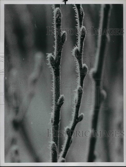 1966, Frost weather - cvb24764 - Historic Images