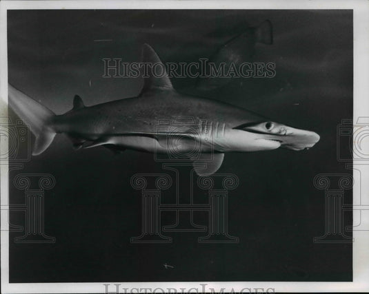 1967 Press Photo Our New Pool Shark - cvb25150 - Historic Images