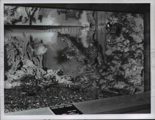 1960 Aquarium-Historic Images