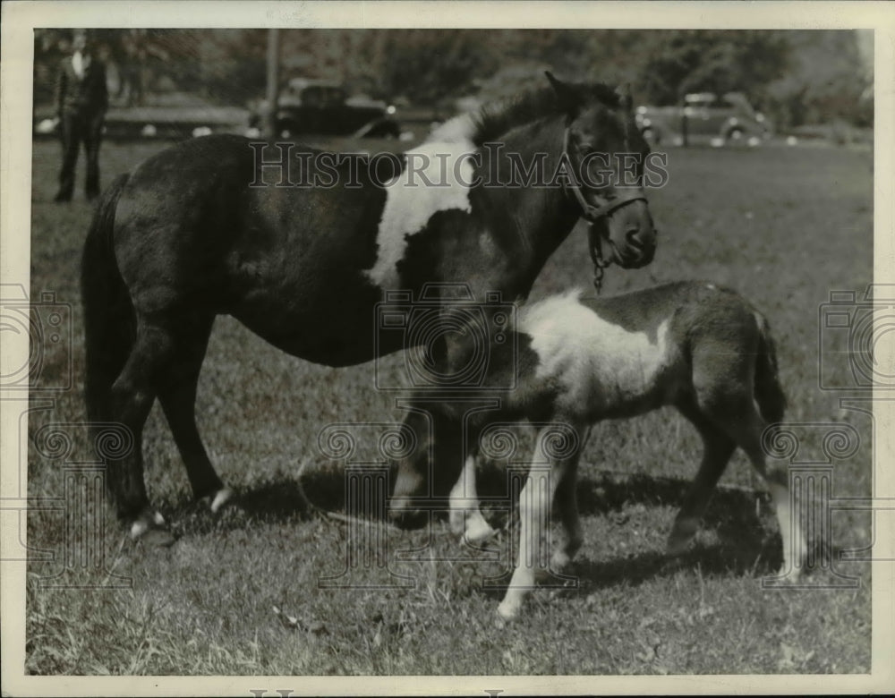 1936 Press Photo Ponies - cvb25165-Historic Images