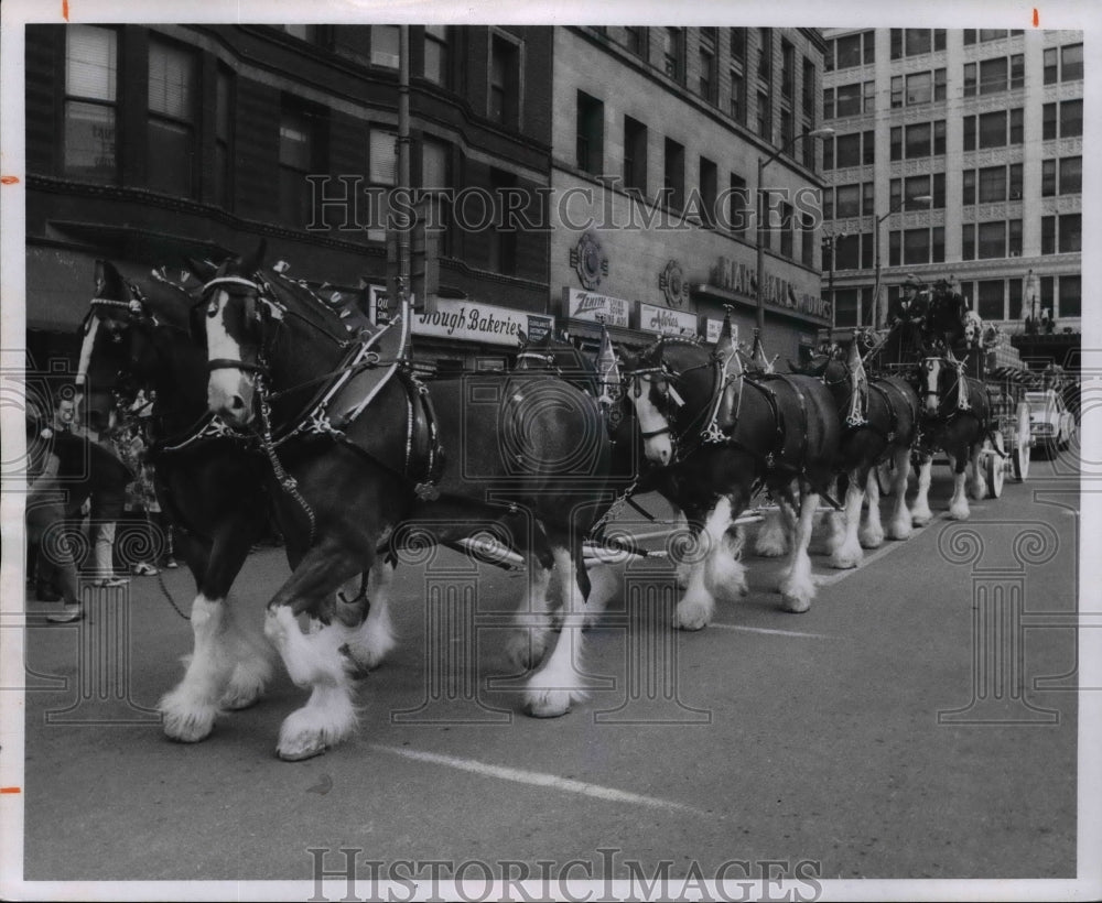 1970 Press Photo St. Patricks Day Parades, Budweiser Clydesdale Horses - Historic Images