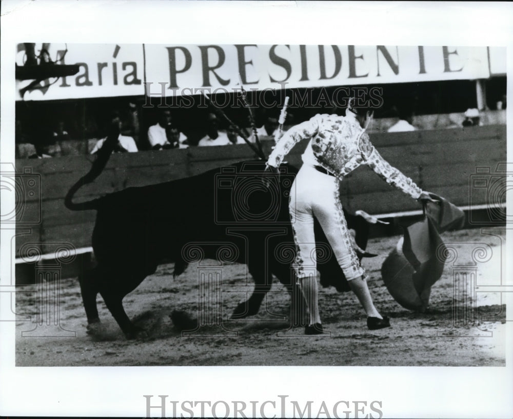 1980 Press Photo Bull fighting-Southern california - cvb25944 - Historic Images