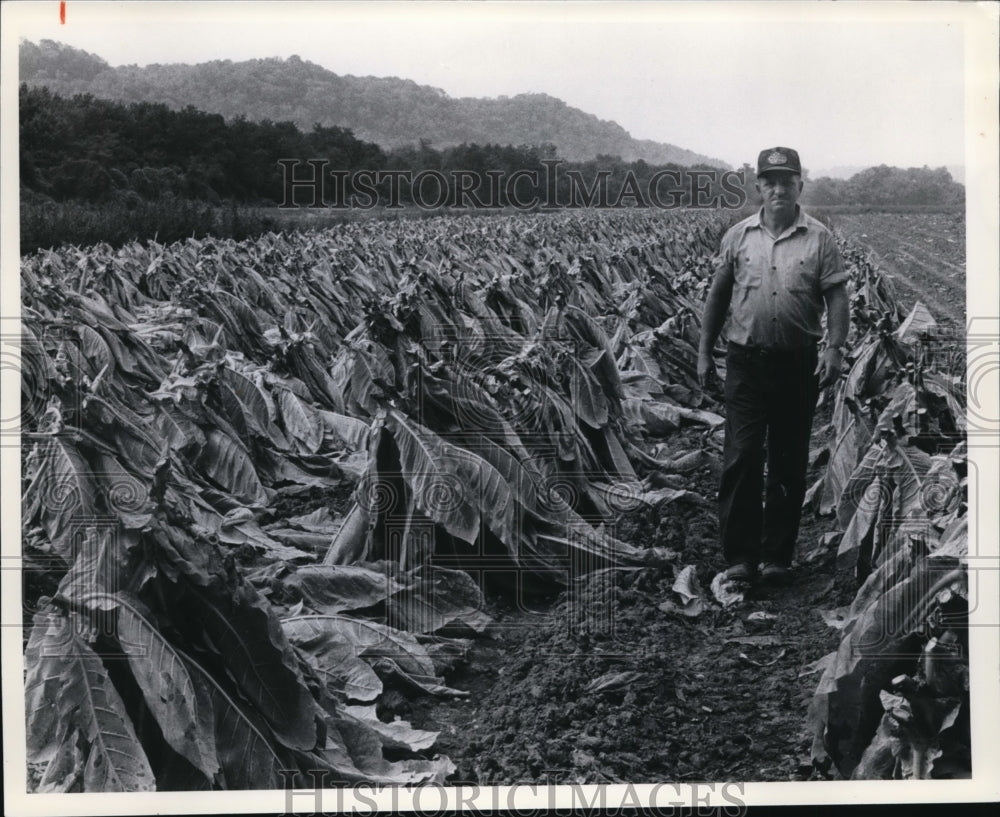 1978 Press Photo Robert Cooper inspects a field of Burley, already cut and stick - Historic Images