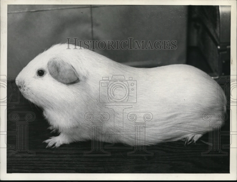 1935 Press Photo Guinea Pig - cvb26305-Historic Images