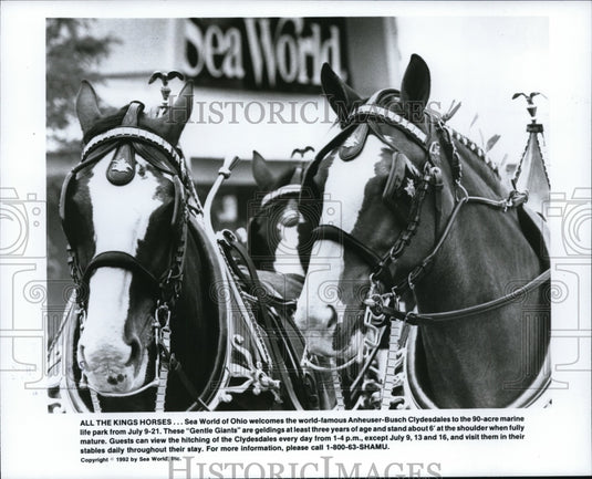 1992 Press Photo Horses-Anheuser Busch Clydesdales - cvb26309 - Historic Images