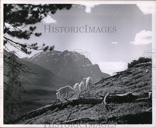 1981 Press Photo A family of Rocky Mountain goats on a mountain side - Historic Images