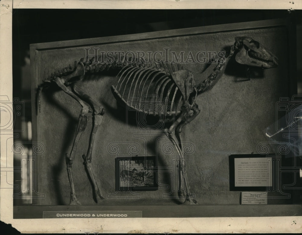 1924, Horse&#39;s Ancestors had but three toes - cvb26463 - Historic Images