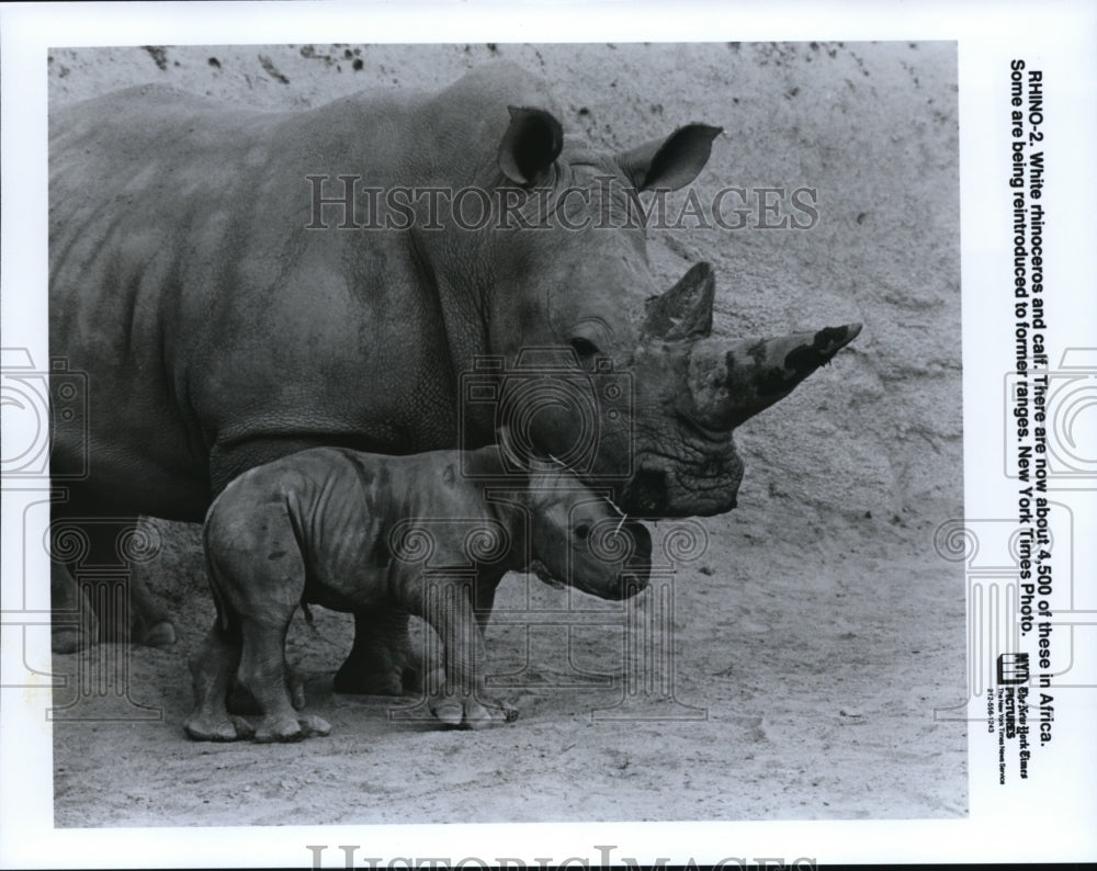 1991 Press Photo White Rhinoceros &amp; calf - cvb26476 - Historic Images