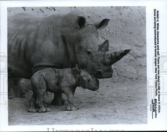 1991 Press Photo White Rhinoceros & calf - cvb26476 - Historic Images
