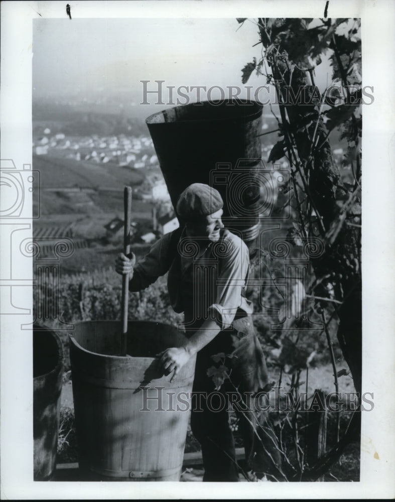 1983 Press Photo Grapes harvest in Alsace, France - cvb26646 - Historic Images