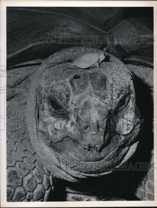 1965 Albino Turtle-Historic Images