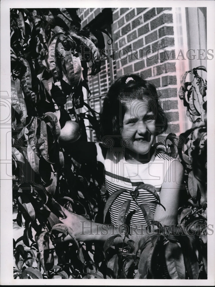 1964 Press Photo Mary Anne Czajkowski beside a Nectarine Tree - cvb26708 - Historic Images