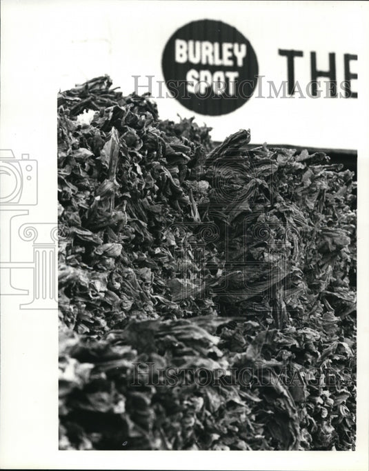 1981 Press Photo Tobacco to be unloaded at Ripley - cvb26735 - Historic Images