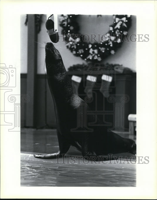 1983 Press Photo Clyde the sea lion in How the Grouch Stole Christmas-Historic Images