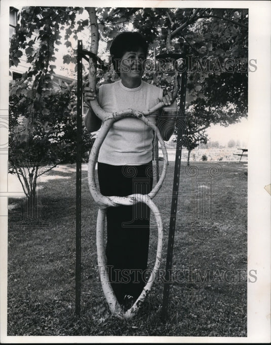 1971 Press Photo Maple Trees that have been startling twisted - cvb26807 - Historic Images