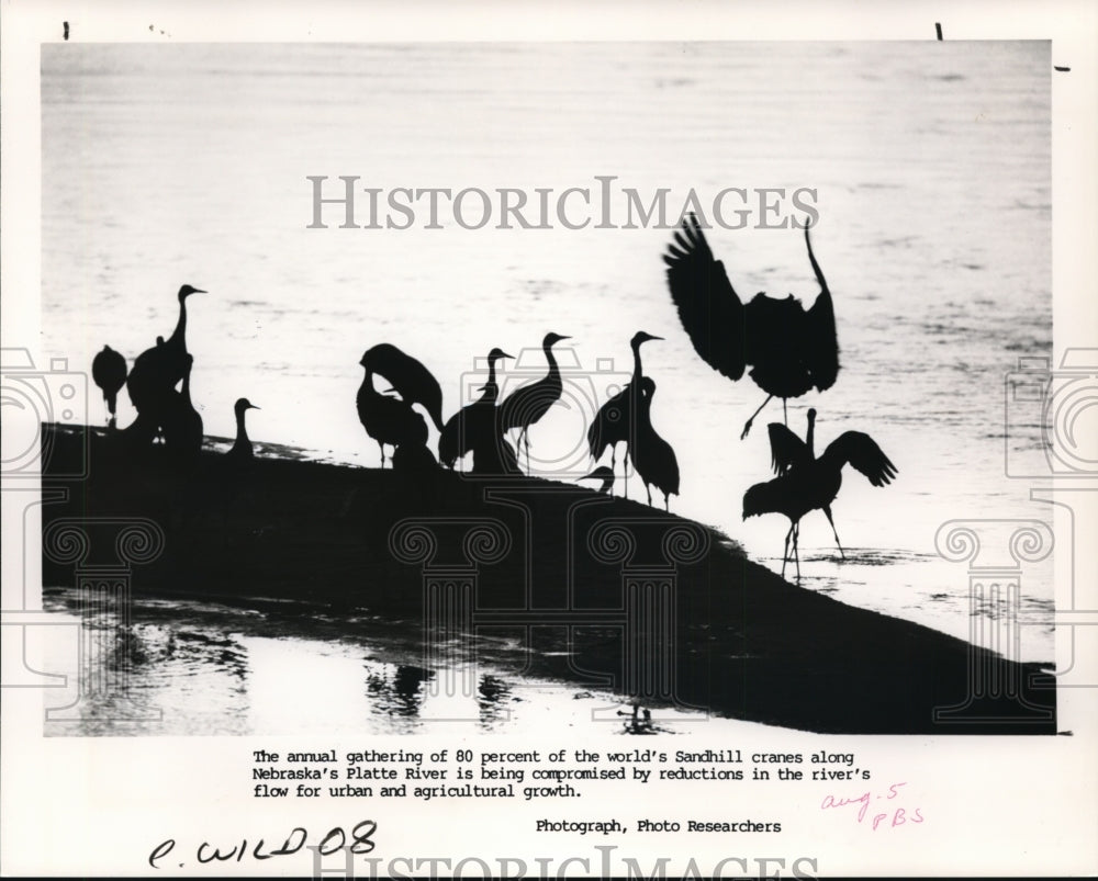 1990 Press Photo Annual gathering of Sandhill cranes along Platte River, Neb - Historic Images