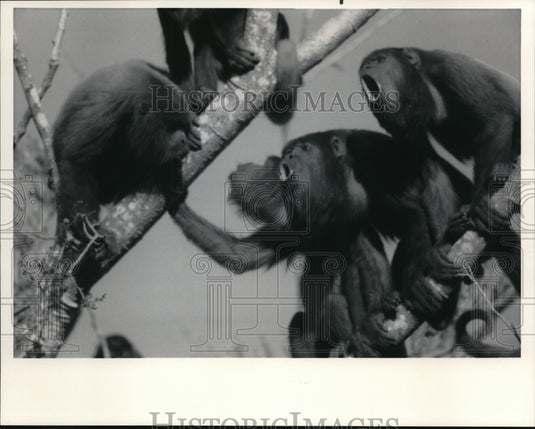 1984, Red howler monkeys - cvb27028 - Historic Images