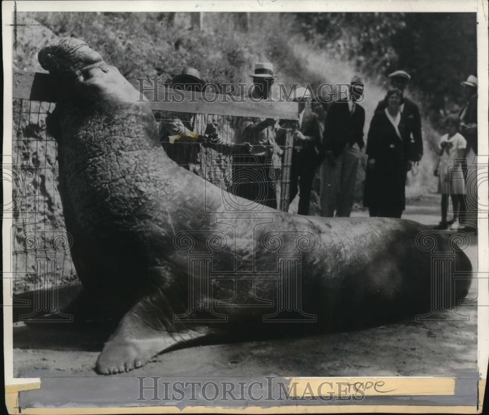 1932, Sea Elephant - cvb27037 - Historic Images