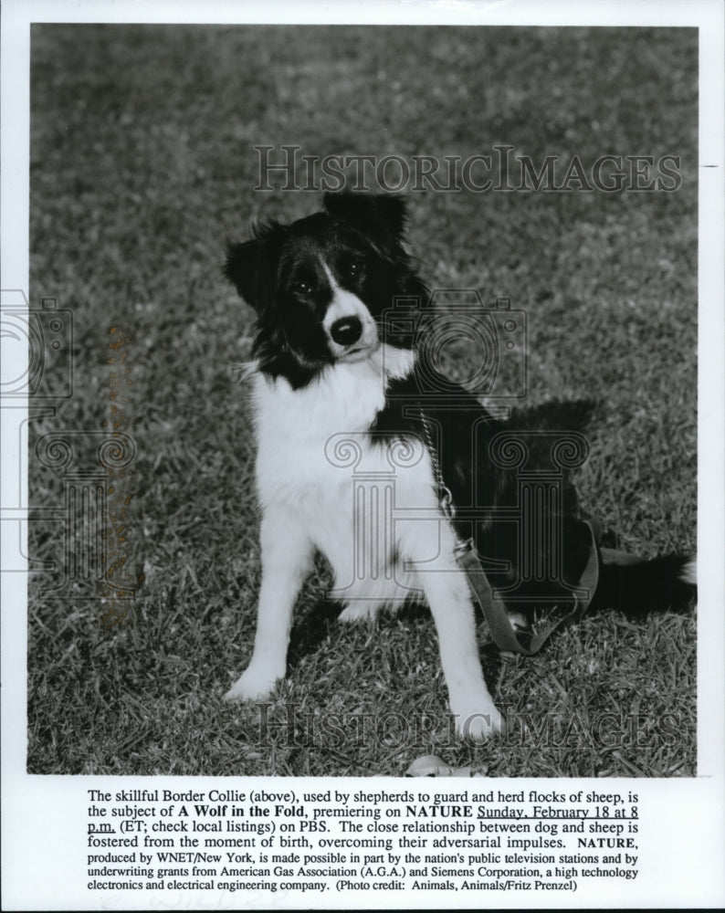 1990 Press Photo Border Collie-shepherd dog - cvb27053 - Historic Images