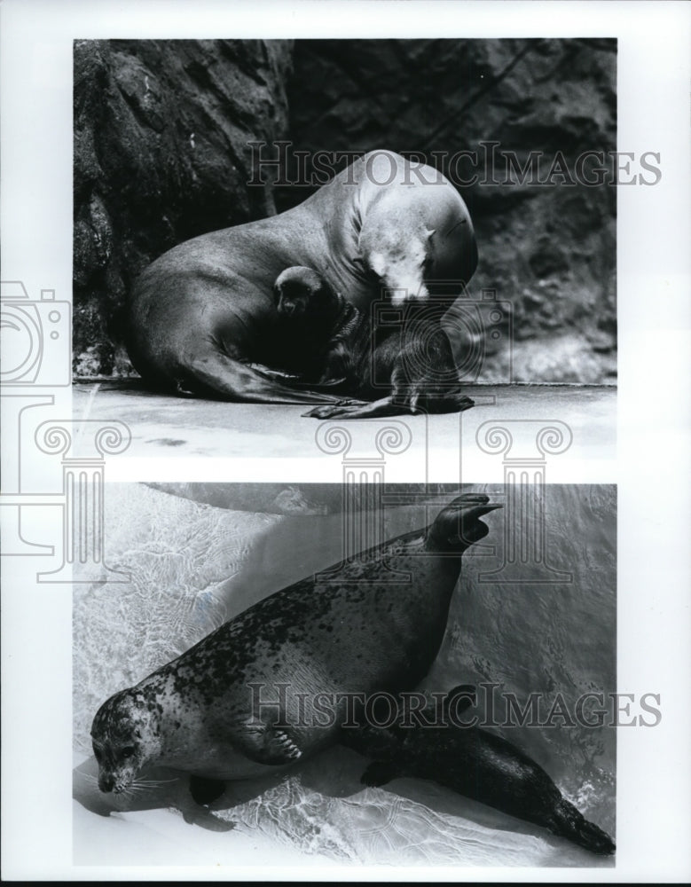 Press Photo California sea lions and harbor seals-Sea World, Ohio - cvb27059 - Historic Images