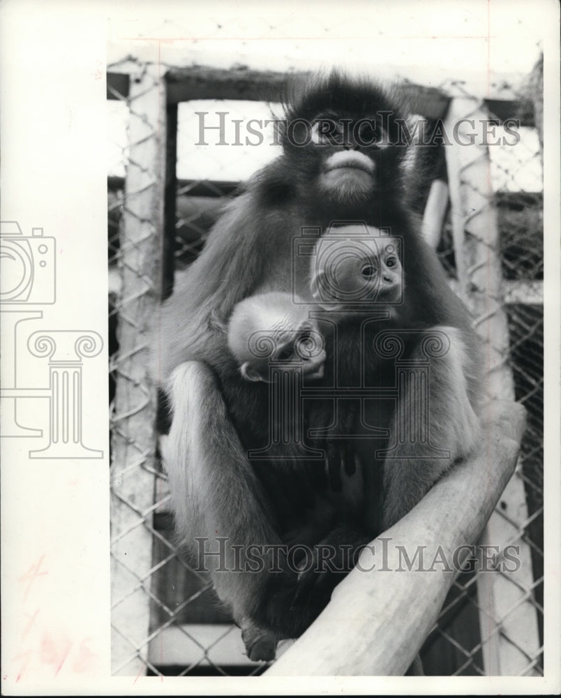 1966 Spectacled Langurs Sharing Same Cage Twycross Zoo Leicester UK-Historic Images