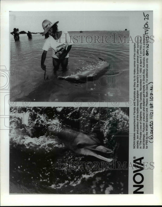 1992 Press Photo: PBS presents "The Private Lives of Dolphins" on PBS - Historic Images