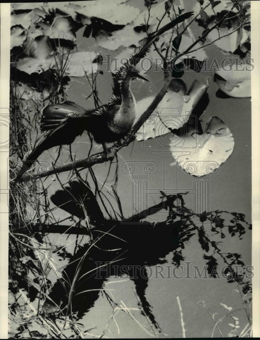1986 Press Photo Everglades Anhinga-merican darter, snakebird of water turkey - Historic Images