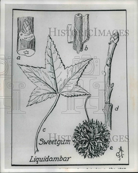 1974, Sweetgum Tree - cvb27819 - Historic Images