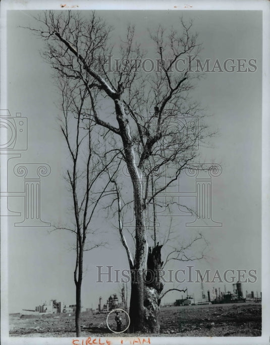 1969 Press Photo Darrel Dock looks at a sycamore tree - cvb27820 - Historic Images
