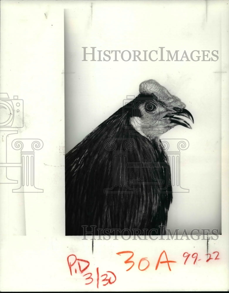 1980 Press Photo Chicken - cvb27823 - Historic Images