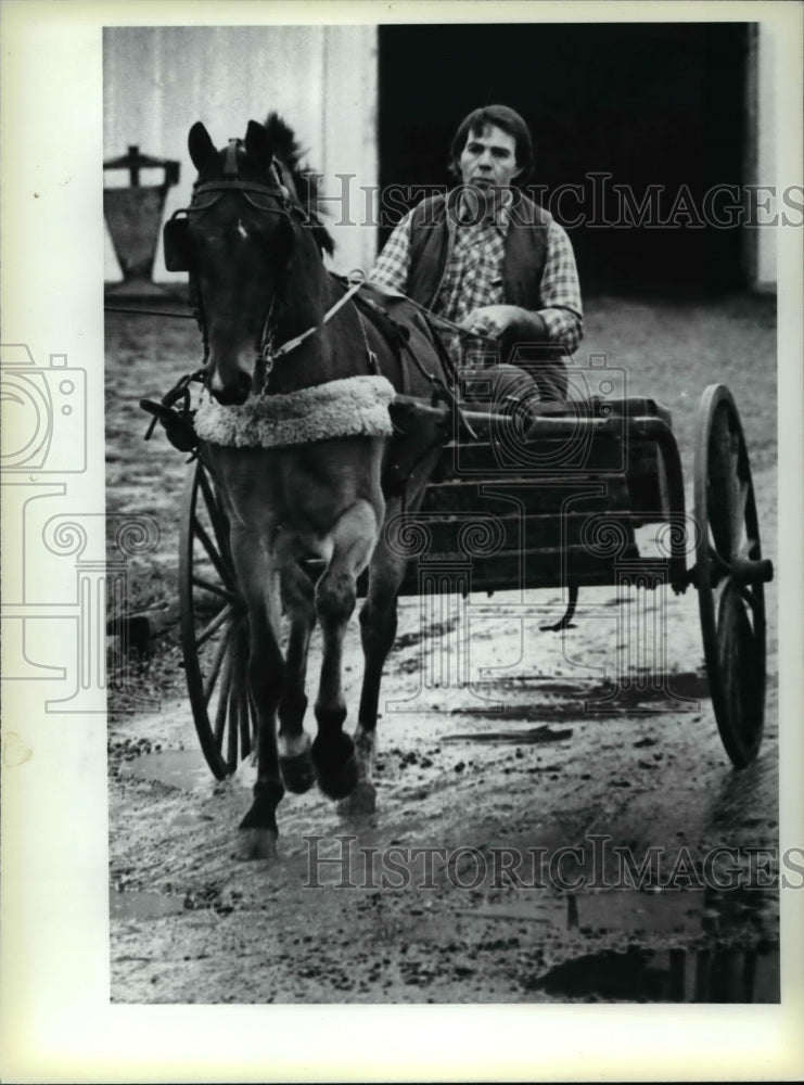 1983 Press Photo Hackney Horses, Breeds - cvb27879 - Historic Images