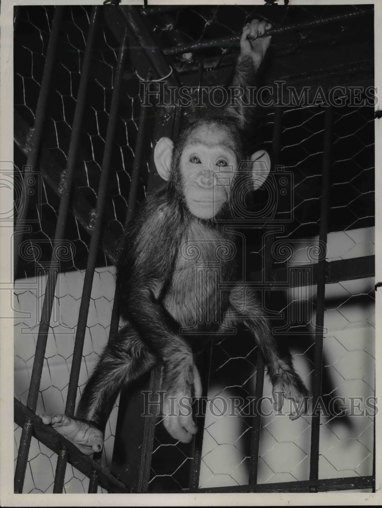 1957, Zoo chimpanzee - cvb28099 - Historic Images