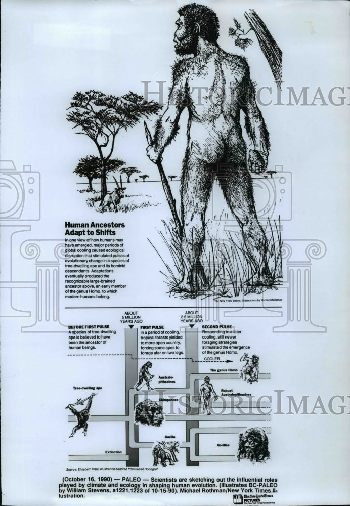 1990 Press Photo Sketching out roles of climate and ecology in human evolution - Historic Images
