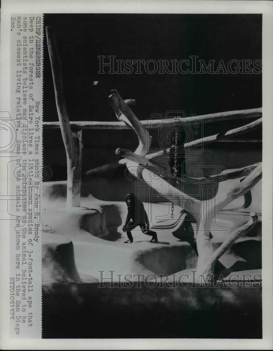 1975, 3-foot-tall ape that could be man's closest living relative - Historic Images
