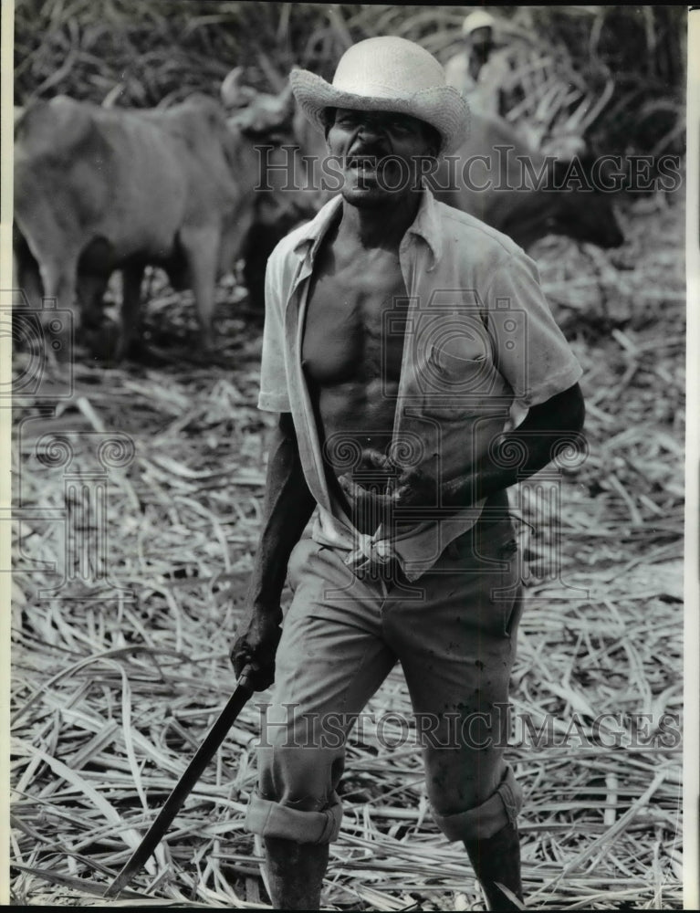 1990, Cane cutter works at the Haina Plantation in the Dominican Rep - Historic Images