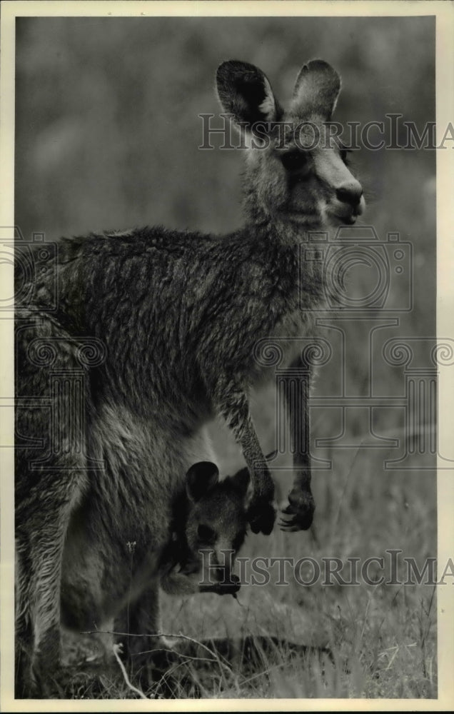 1980 Press Photo The Eastern Gray Kangaroo of Australia - cvb28146 - Historic Images