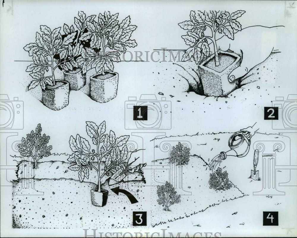 1982 Press Photo Planting seedlings in the garden - cvb28190 - Historic Images