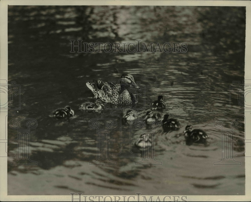 1930 Press Photo Lincoln Park has new addition - cvb28361-Historic Images