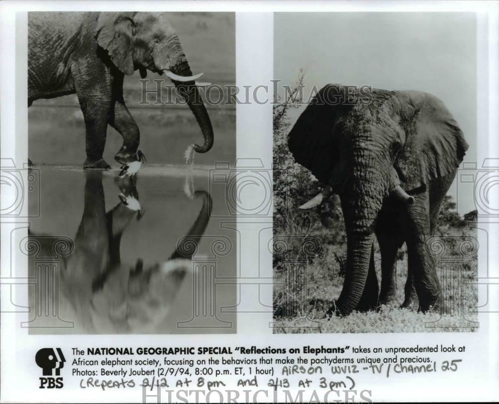 1994, The National Geographic Special &quot;Reflections on Elephants&quot; - Historic Images