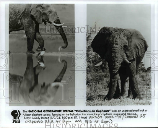 1994, The National Geographic Special "Reflections on Elephants" - Historic Images