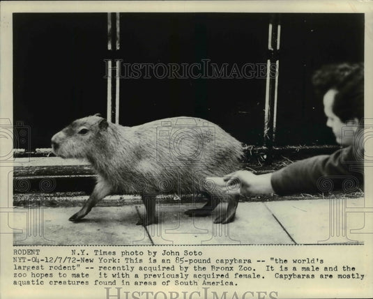 1972 Press Photo: 85-pound capybara - world's largest rodent at Bronx Zoo - Historic Images