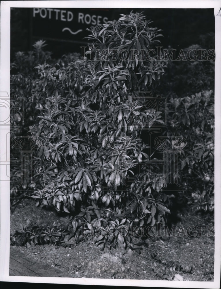 1967 Press Photo: Flowers and Plants - Japonicka-Historic Images