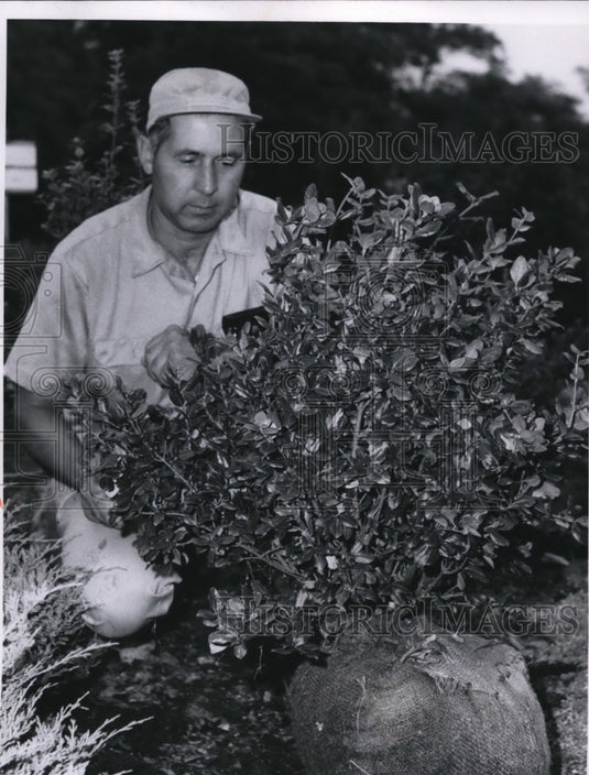 1967,: Flowers & Plants - Domonic Janazzo - cvb28823 - Historic Images